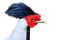 Silver Pheasant isolated Royalty Free Stock Photo