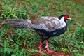 Silver pheasant Lophura nycthemera Beautiful Birds of Thailand Royalty Free Stock Photo