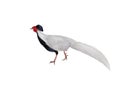 silver pheasant (lophura nycthemera) isolated on white background Royalty Free Stock Photo