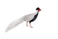 silver pheasant (lophura nycthemera) isolated on white background Royalty Free Stock Photo