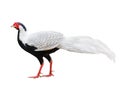 Silver pheasant (Lophura nycthemera) Royalty Free Stock Photo