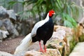 Silver pheasant ; Lophura nycthemera ; Male Royalty Free Stock Photo