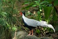 Silver Pheasant (male) Royalty Free Stock Photo