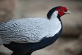 Silver Pheasant Male Side View Royalty Free Stock Photo