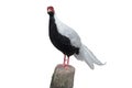 Silver pheasant Royalty Free Stock Photo