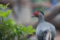 Silver Pheasant Royalty Free Stock Photo