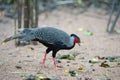 Silver Pheasant Royalty Free Stock Photo