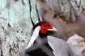 Silver pheasant Royalty Free Stock Photo