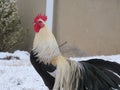 Silver Phoenix rooster looking at the snow