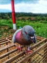 silver pigeon in the cage Royalty Free Stock Photo