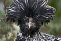 Silver Polish Chicken Royalty Free Stock Photo