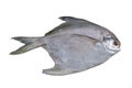 Silver pomfret