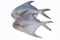 Silver Pomfret