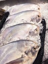 Silver pomfret fish Royalty Free Stock Photo