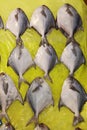 Silver pomfret fish in Korea