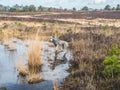 Silver poodle exploring pool on Chobham common Royalty Free Stock Photo