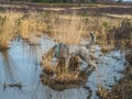 Silver poodle exploring pool on Chobham common Royalty Free Stock Photo