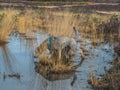 Silver poodle exploring pool on Chobham common Royalty Free Stock Photo
