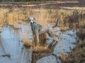 Silver poodle exploring pool on Chobham common Royalty Free Stock Photo