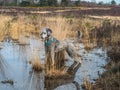 Silver poodle exploring pool on Chobham common Royalty Free Stock Photo