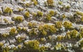 Silver poplar bark full of yellow lichens Royalty Free Stock Photo