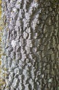 Silver poplar bark with some yellow lichens Royalty Free Stock Photo