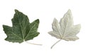 Silver poplar leaves on white background Royalty Free Stock Photo