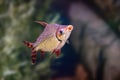 Silver Prochilodus - Freshwater fish Royalty Free Stock Photo