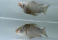 Silver Prussian carp (Carassius auratus gibelio) in the water