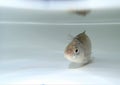 Silver Prussian carp (Carassius auratus gibelio) in the water