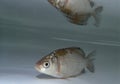 Silver Prussian carp (Carassius auratus gibelio) in the water