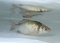 Silver Prussian carp (Carassius auratus gibelio) in the water