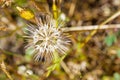 Silver Puffs Uropappus lindleyi blooming on the hills of south San Francisco bay, California Royalty Free Stock Photo