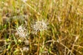 Silver Puffs Uropappus lindleyi blooming on the hills of south San Francisco bay, California Royalty Free Stock Photo