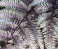 Fronds of a Japanese painted fern Royalty Free Stock Photo