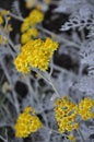 Silver ragwort blooming flower