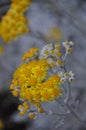Silver ragwort blooming flower