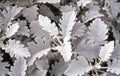 Silver Ragwort Close Up