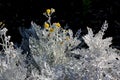 Silver ragwort, Dusty Miller, Jacobaea maritima