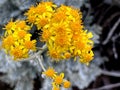 Silver ragwort, Dusty Miller, Jacobaea maritima