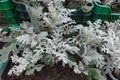 Silver ragwort growing in green box