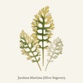 Silver Ragwort Jacobaea Maritima found in 1825-1890 New and