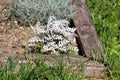 Silver ragwort or Jacobaea maritima perennial ornamental plant with white felt like tomentose leaves growing in local urban garden