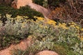 Silver ragwort, Jacobaea maritima plant