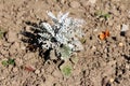 Silver ragwort or Jacobaea maritima shrub plant with slightly lobed leaves covered with silvery grey fleece surrounded with dry