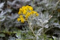 Silver ragwort (Jacobaea maritima or Senecio cineraria)