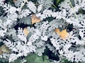 Silver ragwort leaves, dusty miller leaves, Latin name - Senecio cineraria Cirrus in botanical garden public park. Royalty Free Stock Photo