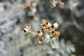 Silver ragwort