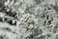 Silver ragwort