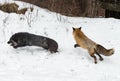 Silver and Red Fox Vulpes vulpes Jump to Left in Front of Old Truck Winter